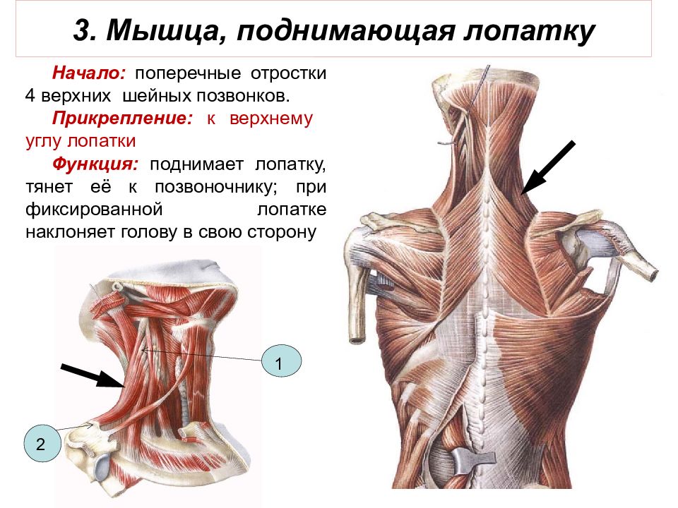 Мышца поднимающая лопатку функции. Мышца поднимающая лопатку. Передний подъем лопаток. Обызвествление мышцы поднимающей лопатку.