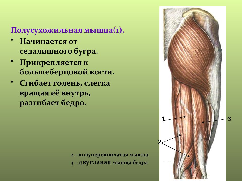 Двуглавая мышца бедра анатомия картинки