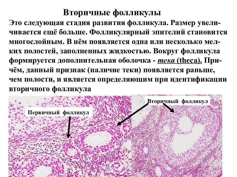 Женская половая система презентация 8 класс