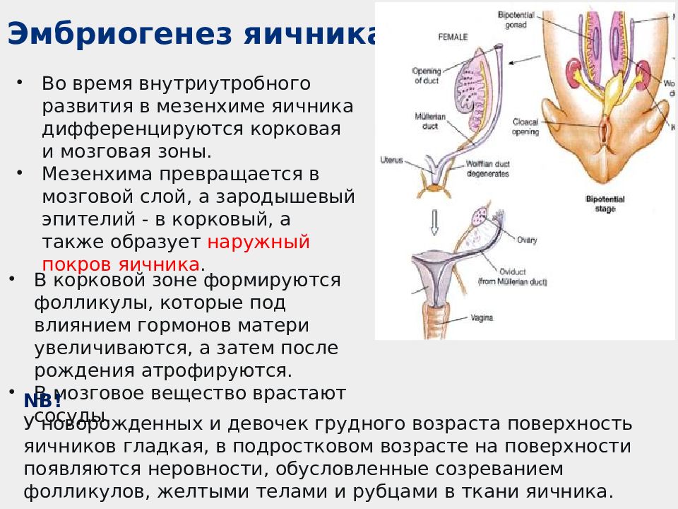 Анатомия мочеполовой системы презентация