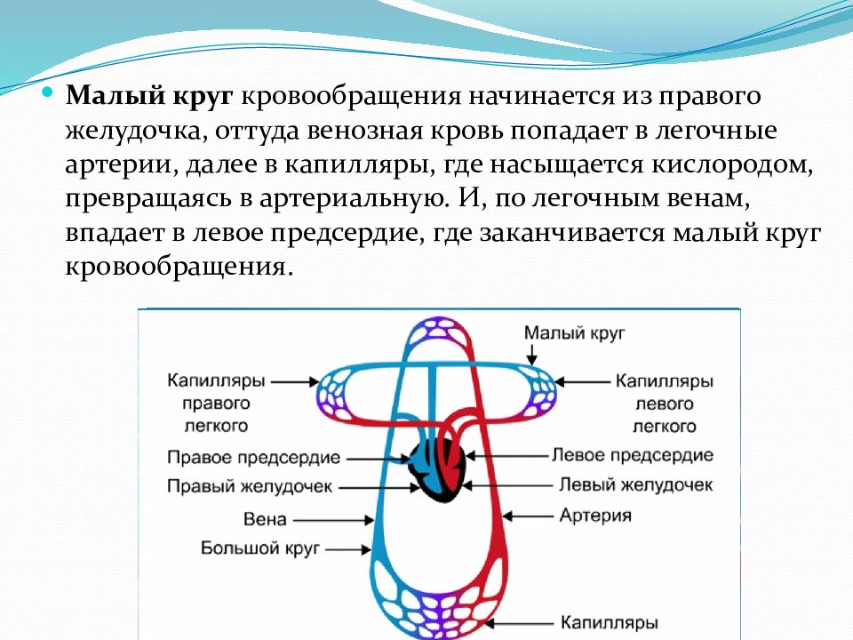 Какой цифрой на рисунке обозначены легочные капилляры по которым кровь течет к сердцу