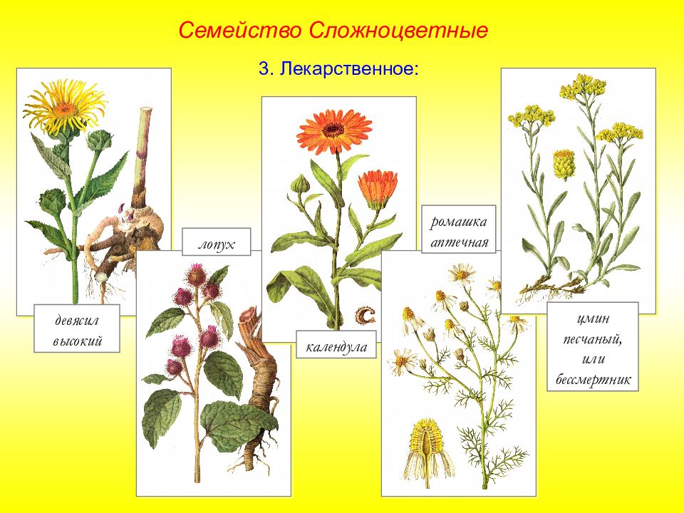 Характеристика листьев сложноцветных. Девясил семейство Сложноцветные. Сложноцветные Астровые представители. Дикорастущие представители семейства Сложноцветные. Дикорастущие Астровые.