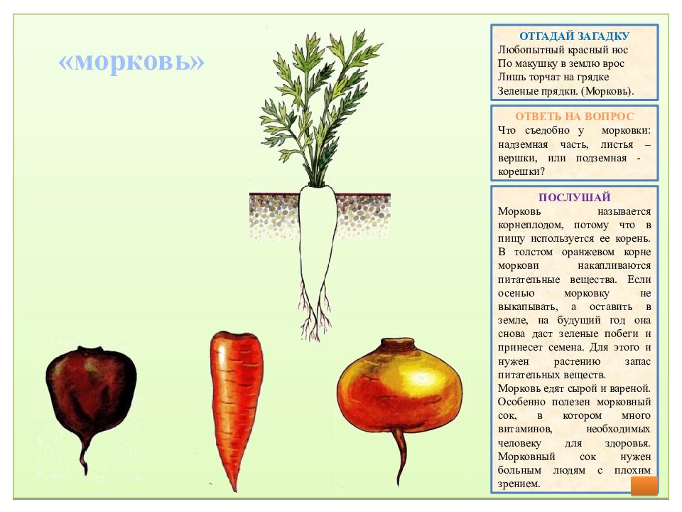 Вершки и корешки овощи картинки