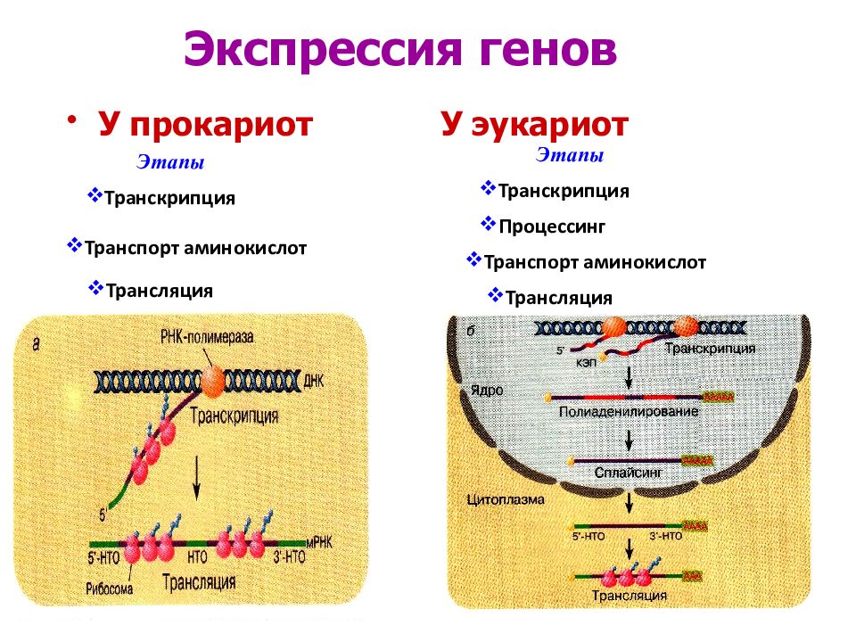 Когда презентация геншин