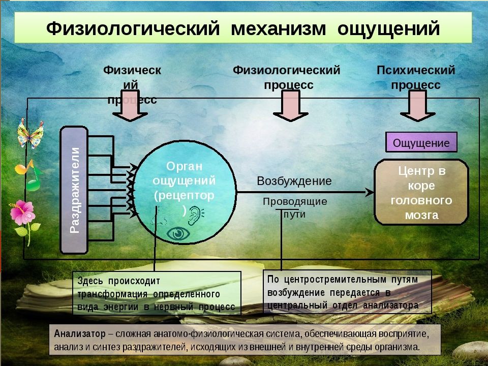 Возникновение ощущений схема