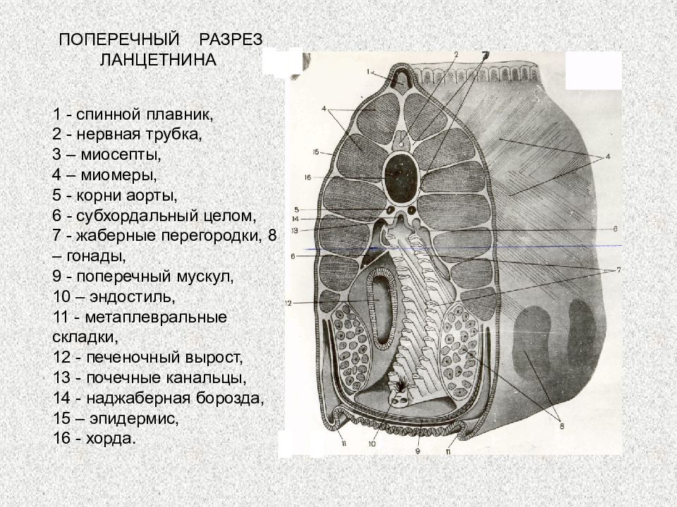 Поперечный разрез ланцетника