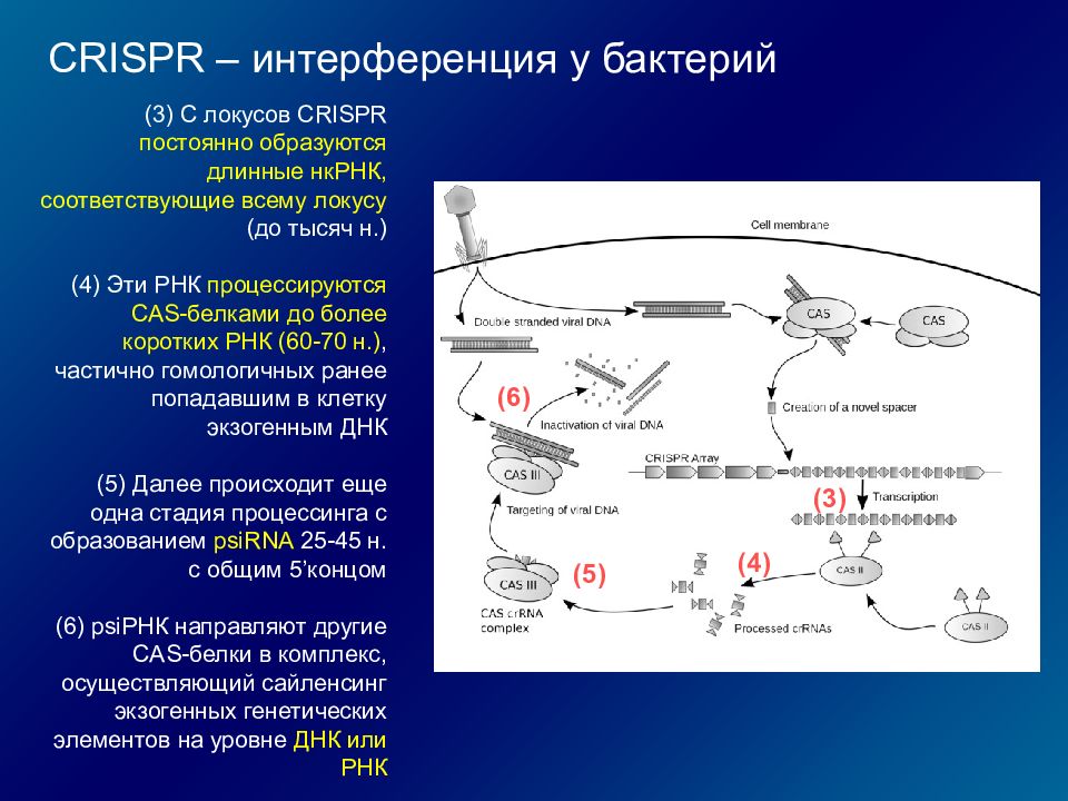 Интерферирующая рнк. Роль РНК У микроорганизмов. РНК бактерий. Короткие интерферирующие РНК. CRISPR-cas9 бактерии.