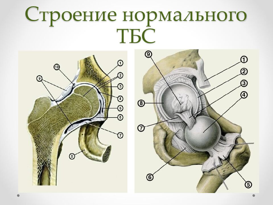 Строение нормального ТБС