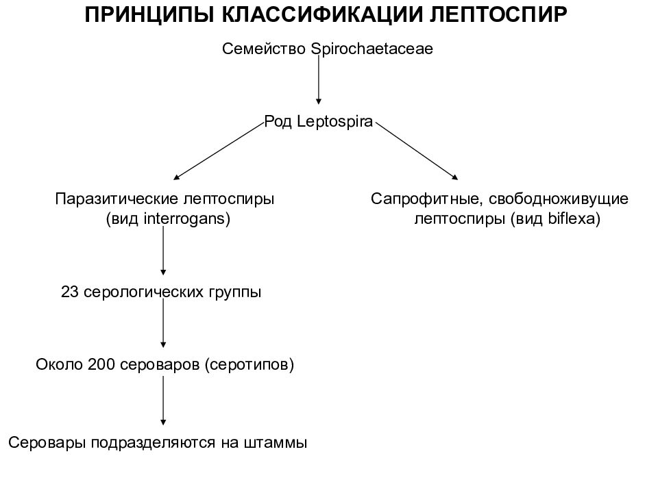 Систематика принципы. Классификация лептоспир. Принципы классификации. Лептоспиры систематика. Серотипы лептоспироза.