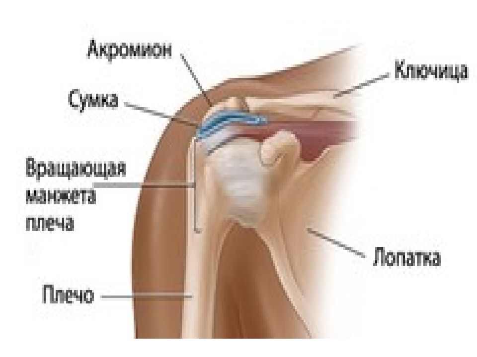 Мышцы плечевого сустава человека и связки анатомия