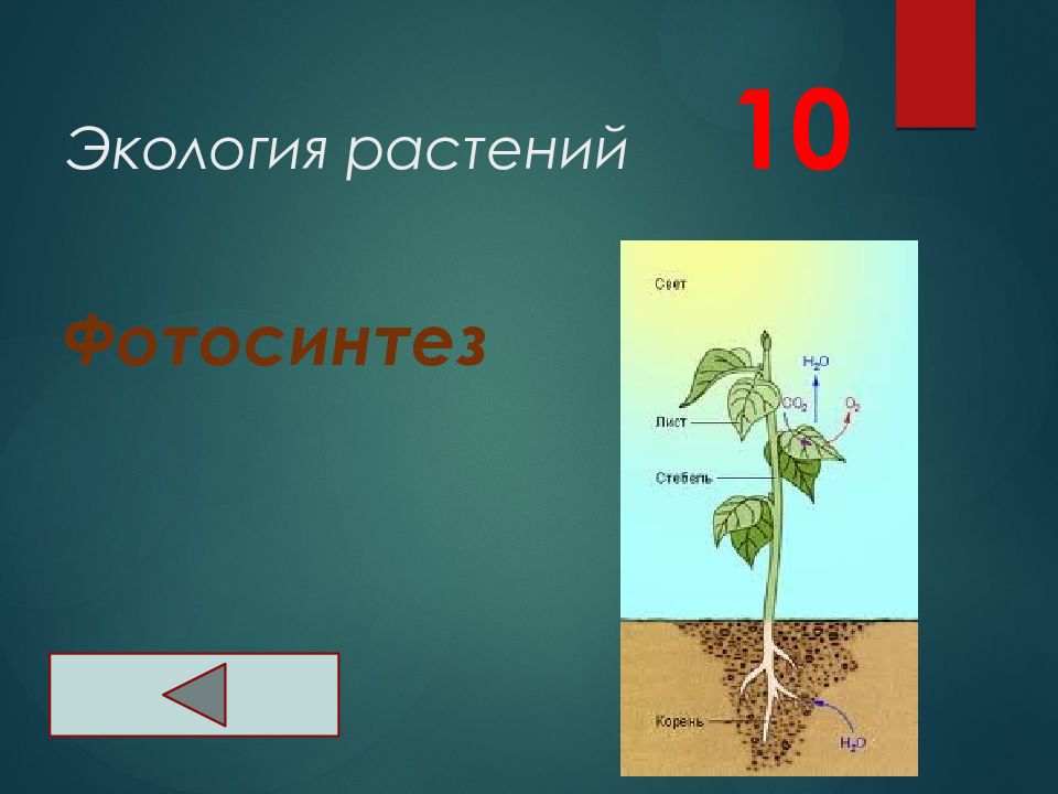 Экология 6 класс