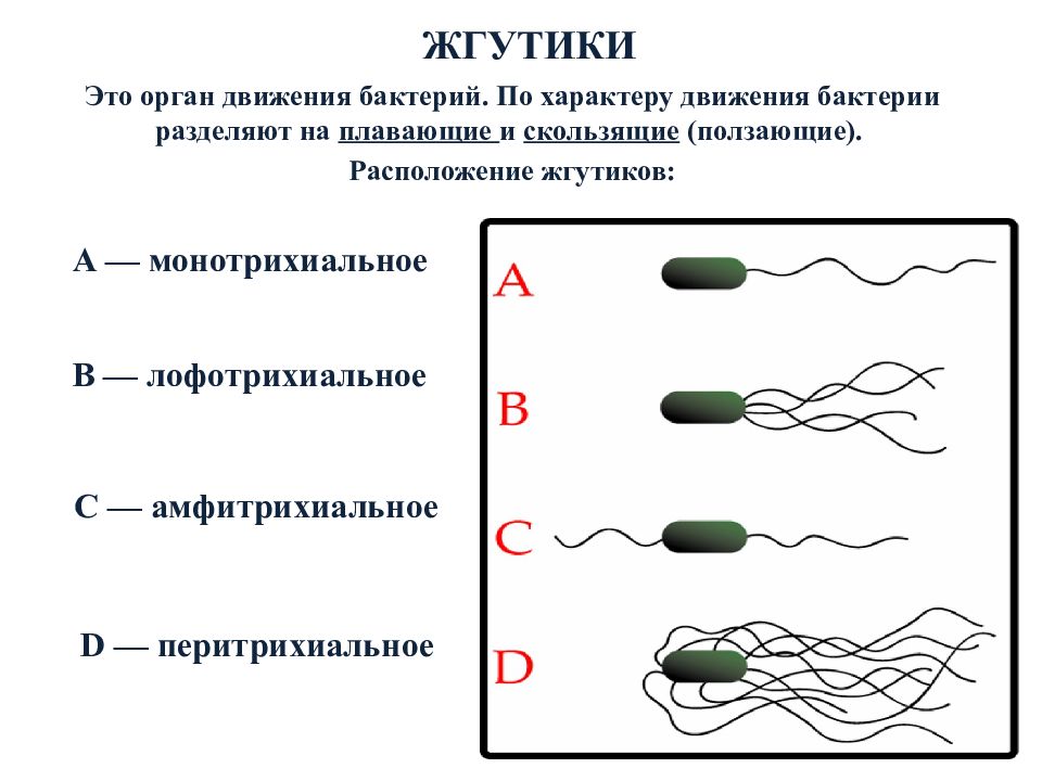 Жгутики это