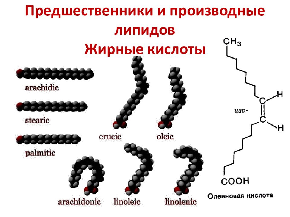 Липиды воска. Строение простых липидов. Строение простых и сложных липидов. Липиды это жиры. Нейтральные липиды.