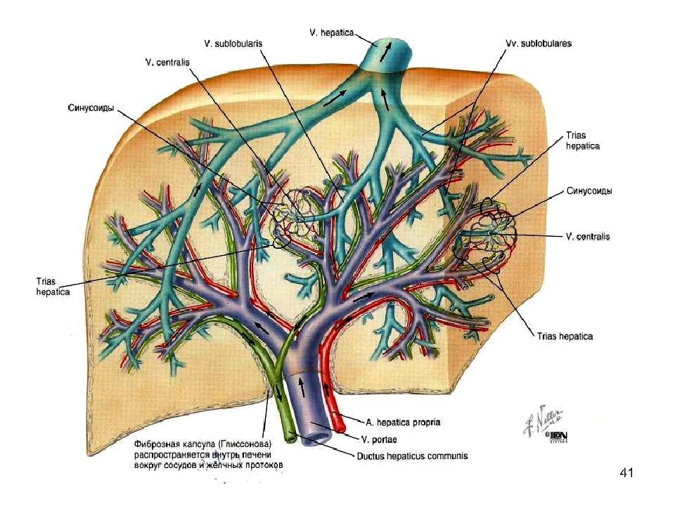Вен дай. Артериальные анастомозы печени. Анастомозы печени анатомия. Воротная Вена печени коллатерали.