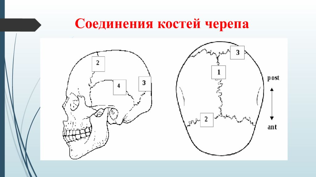 Подвижное соединение в черепе. Соединение костей черепа. Соединение костей черепа анатомия. Кости и швы черепа анатомия. Кости черепа Тип соединения.