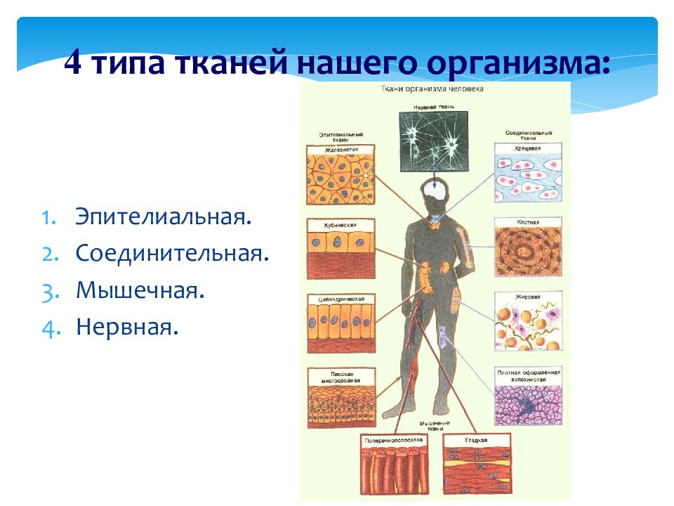 Четыре вид. 4 Типа тканей организма человека. Ткань виды тканей в организме. 4 Вида тканей в организме человека. Ткани человеческого тела.