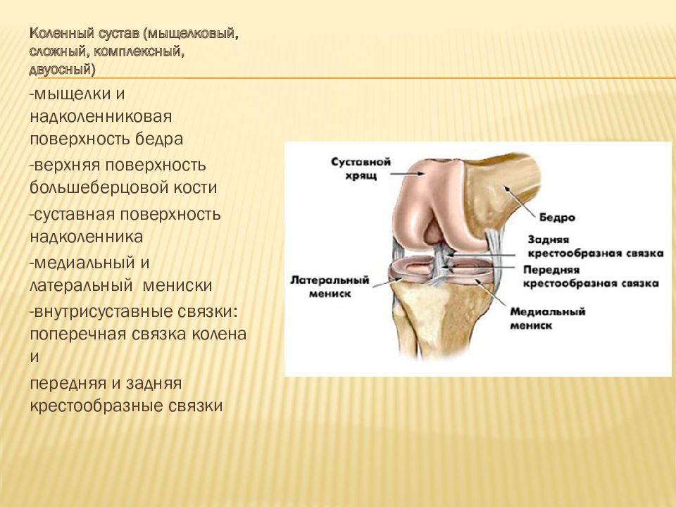 Строение коленного сустава человека фото с описанием костей