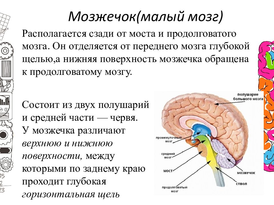 Мост мозга состоит из. Средний мозг и мозжечок функции. Мозжечок малый мозг строение. Функции мозжечка продолговатого мозга среднего мозга. Продолговатый мозг и мозжечок функции.