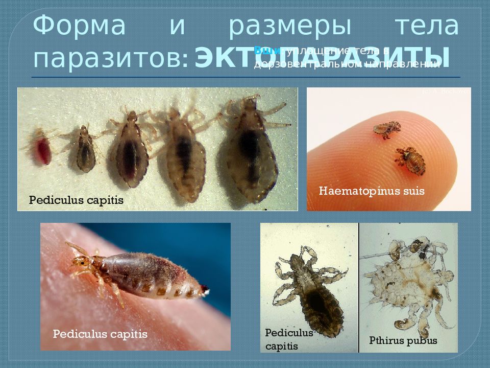 Паразитическая жизнь. Эктопаразиты и эндопаразиты. Формы тела у эктопаразитов.