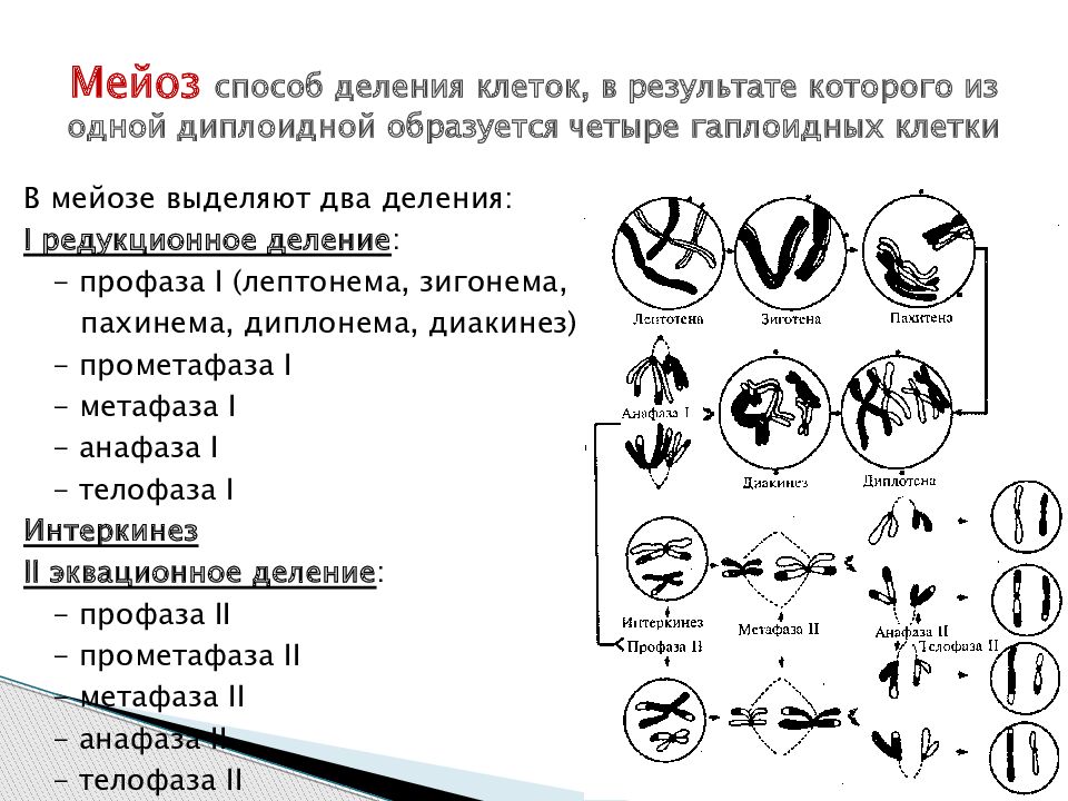 Деление ядра мейоз. Схема мейоза редукционное деление. Схема мейоза 6 класс. Схема мейотического деления клетки. Схема мейоза 2 с описанием процессов.