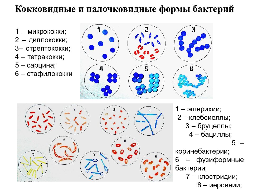 Палочковидные бактерии рисунок