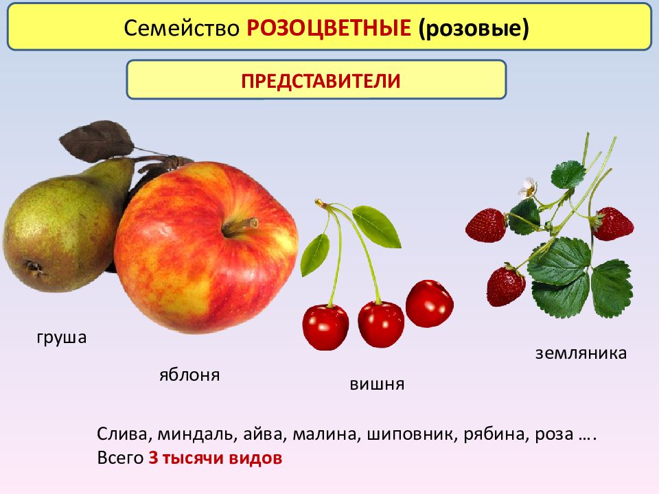 Яблоня какой класс. Плод яблоко семейство Розоцветные. Яблоня груша малина представители семейства. Семейство Розоцветные яблоня характеристика. Плодово ягодные растения семейства Розоцветные.