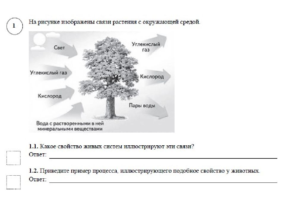 Впр биология 5 класс образец