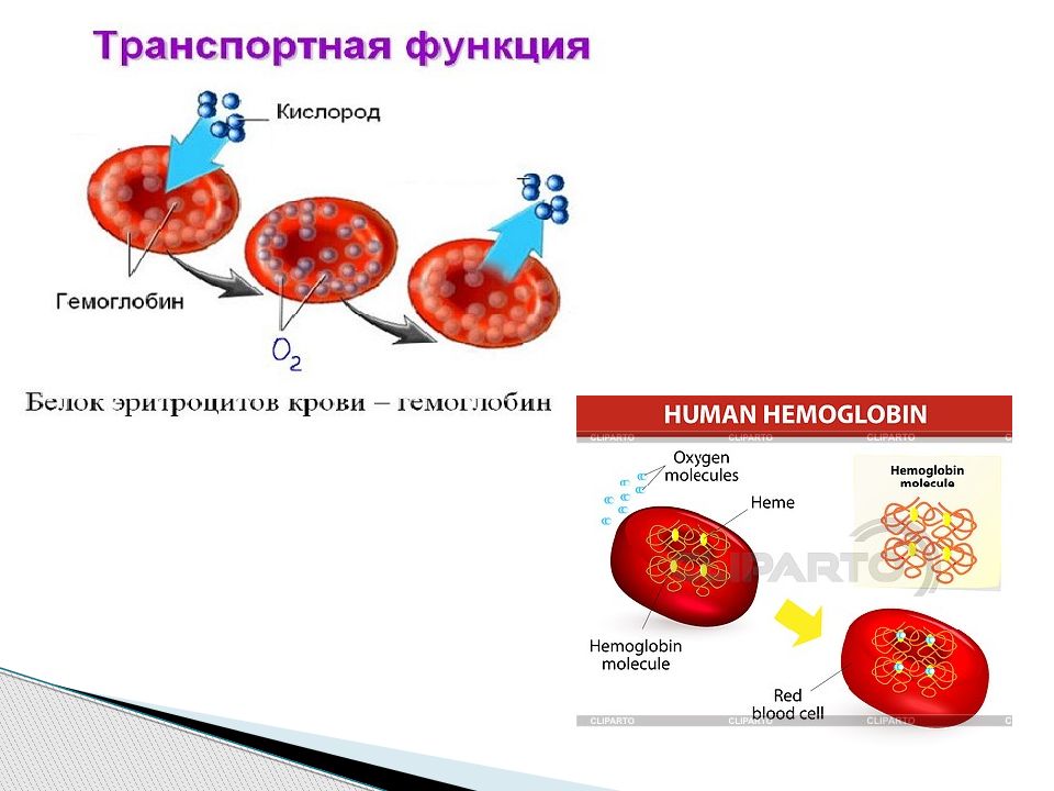 Тест состав внутренней среды организма