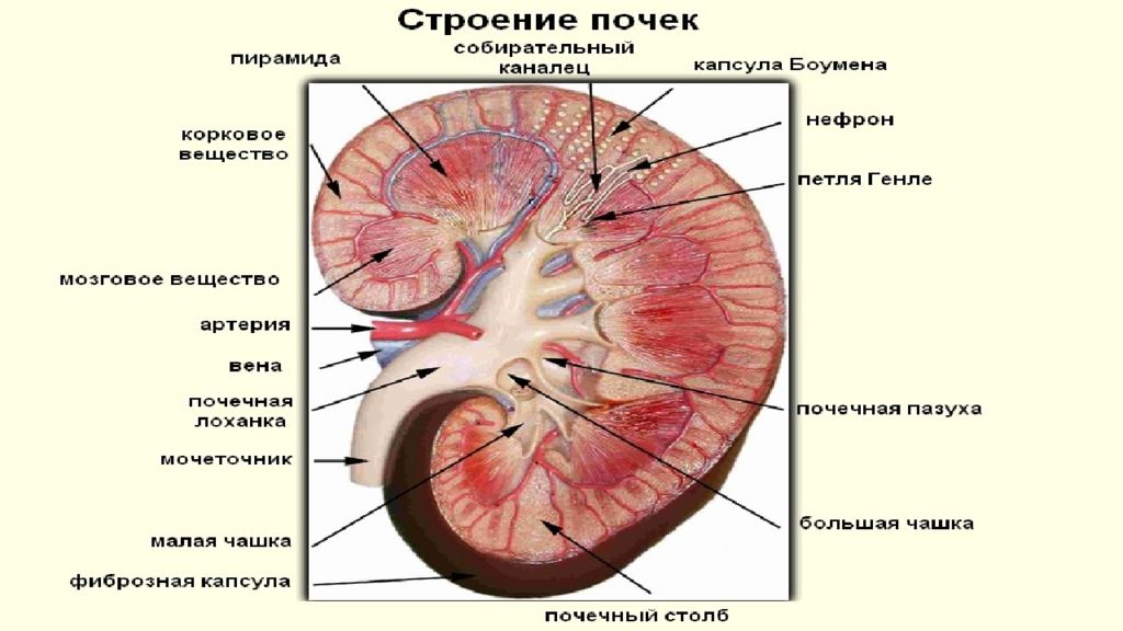 Строение почек фото