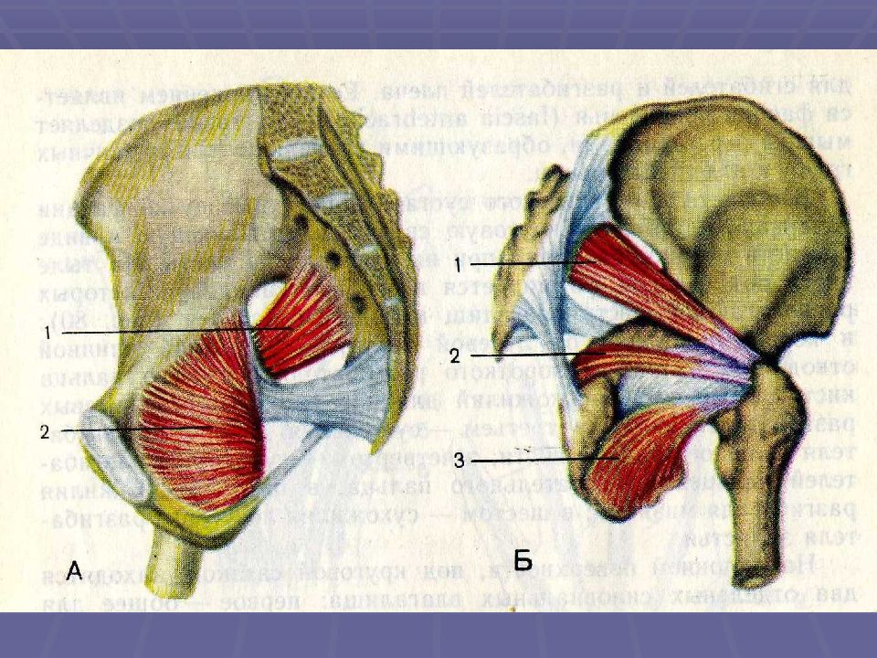 Через малое седалищное отверстие. Мышцы таза запирательная мышца. Внутренняя запирательная мышца таза анатомия. Запирательное отверстие таза анатомия. Надгрушевидное отверстие анатомия.