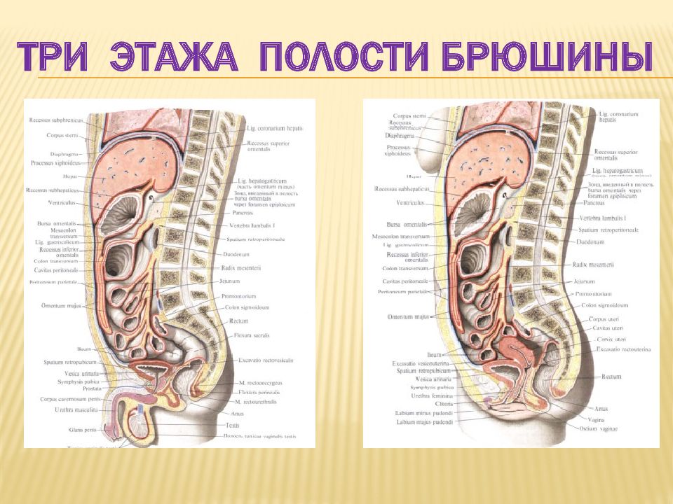 Задняя стенка брюшины