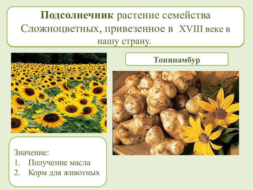 Многообразие и происхождение культурных растений