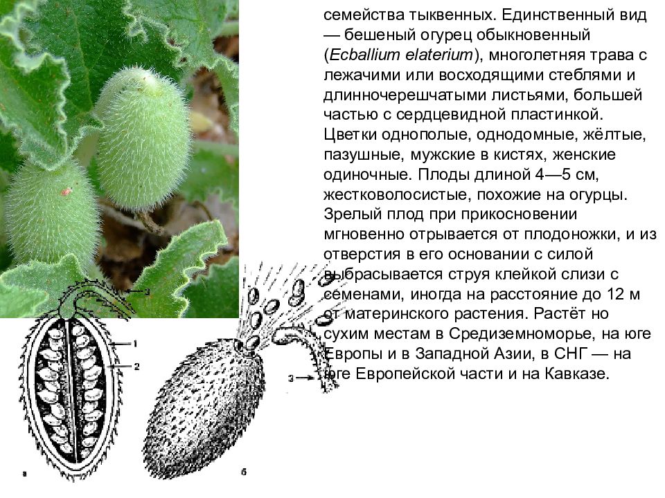 какие плоды созревают осенью. плоды кофейного дерева. дурман бешеный огурец. плод коробочка у розоцветных. пигменты листа хлорофилл каротин.