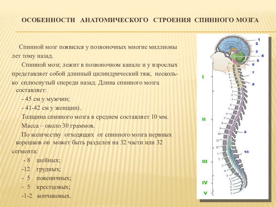 Основная масса спинного мозга. Функции спинного мозга анатомия. Спинной мозг отделы строение и функции. Анатомические образования спинного мозга. Строение спинного мозга человека таблица.