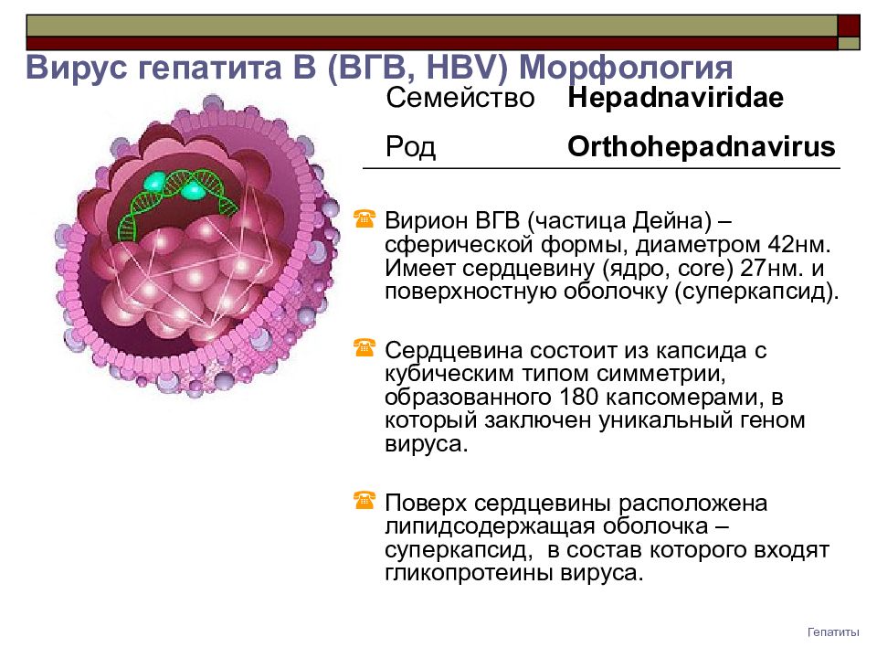 Вирус гепатита рисунок