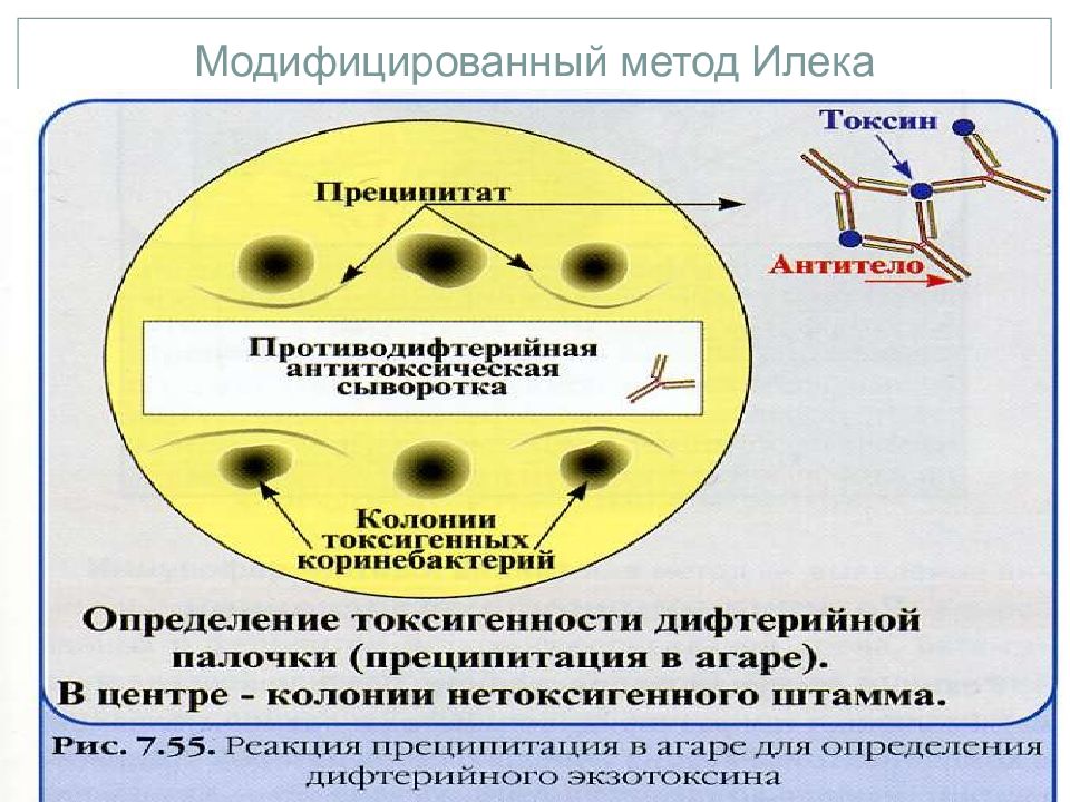 Реакция преципитации микробиология презентация