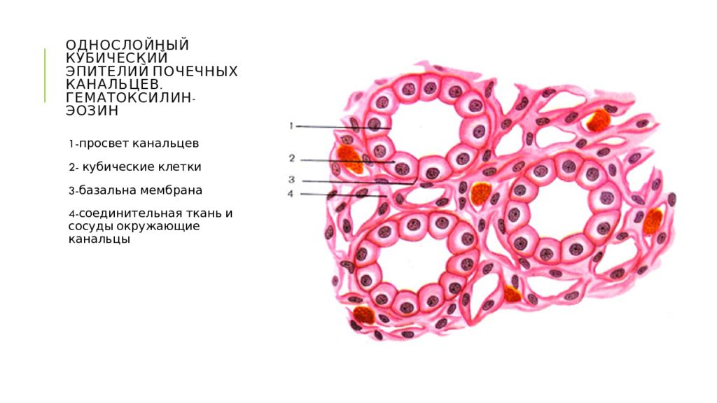 Однослойный кубический эпителий рисунок с обозначениями