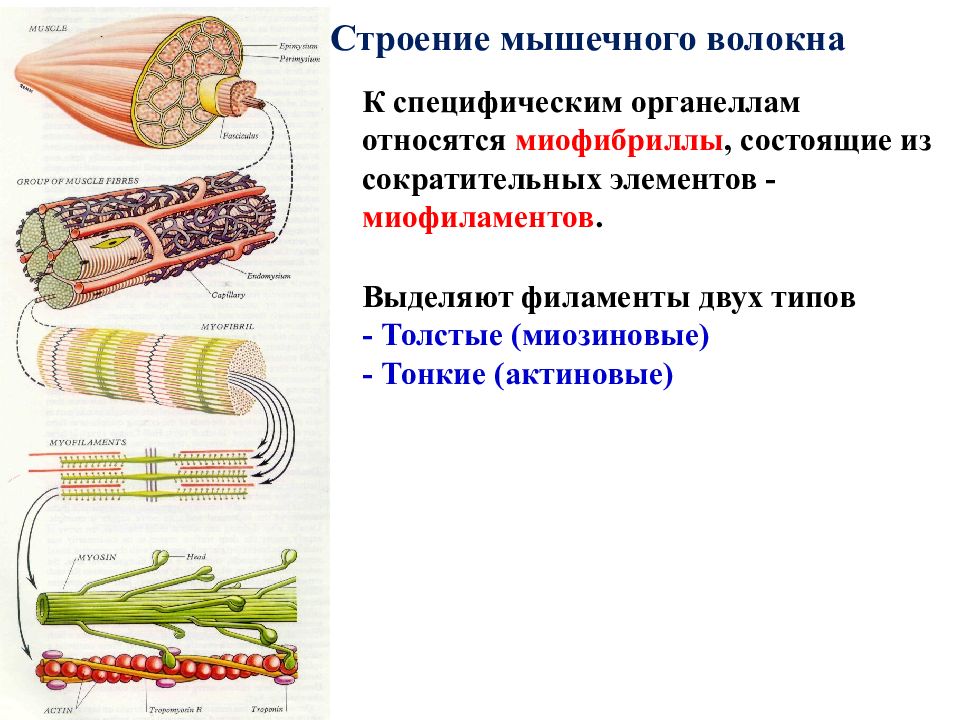 Мышечное волокно состоит из. Строение мышечного волокна сарколемма. Строение мышечного волокн. Микроскопическая структура мышечного волокна. Электронно микроскопическое строение мышечного волокна.