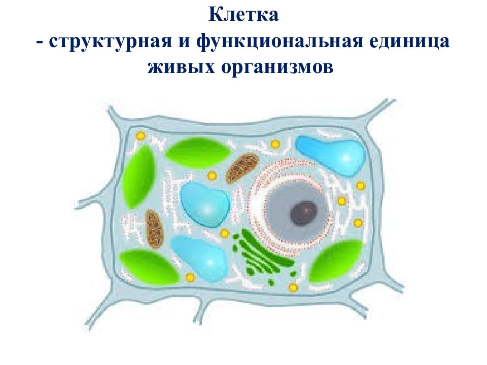 Почему клетки живые. Клетка структурно функциональная единица живого. Клітина одиниця живого. Почему клетку называют структурной и функциональной единицей живого.