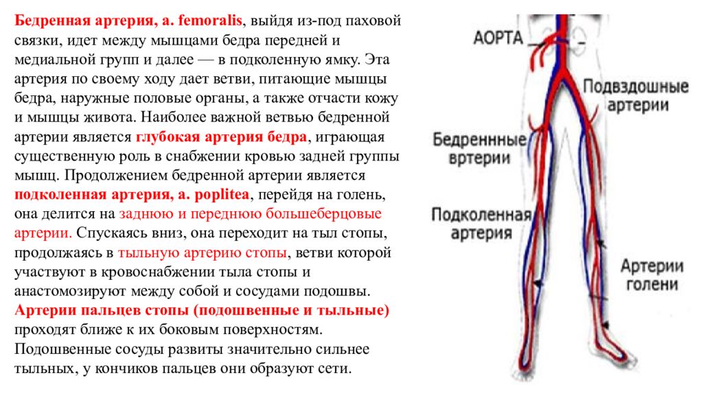 Артерий атеросклероз латынь. Поверхностная бедренная артерия анатомия. Стеноз сосудов что это нижних конечностей артерий. Передняя бедренная артерия ПБА. Атеросклероз бедренной артерии.