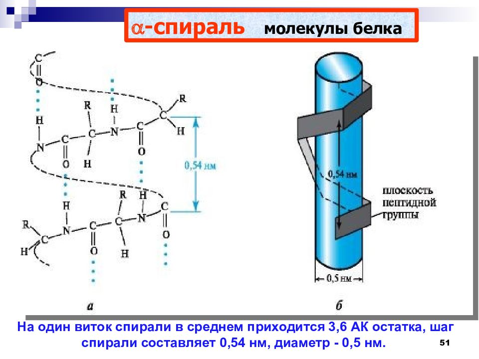 Презентация белки и пептиды