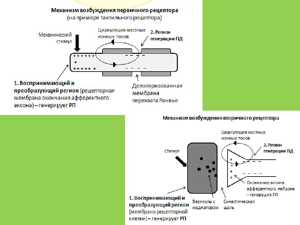 Механизм возбуждения первичного рецептора схема