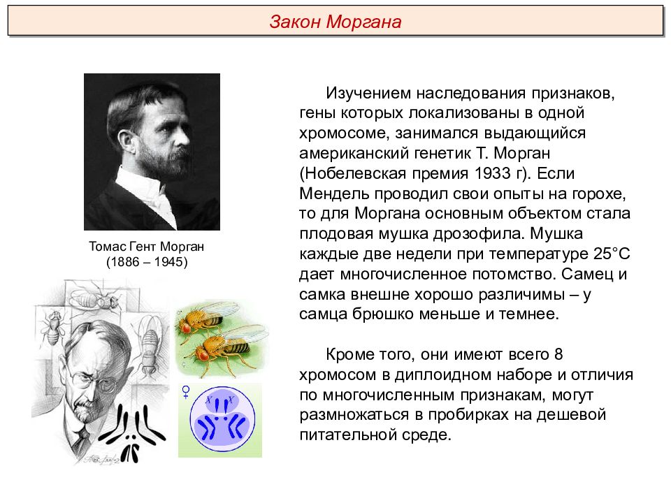 Закон моргана. Закон Томаса Моргана. Законы Томаса Моргана генетика. Томас Морган закон генетики. Задачи по Моргану.