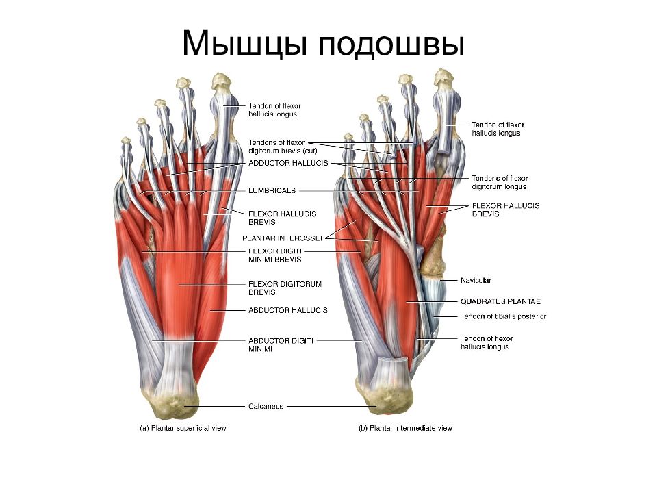 Мышцы стопы человека в картинках