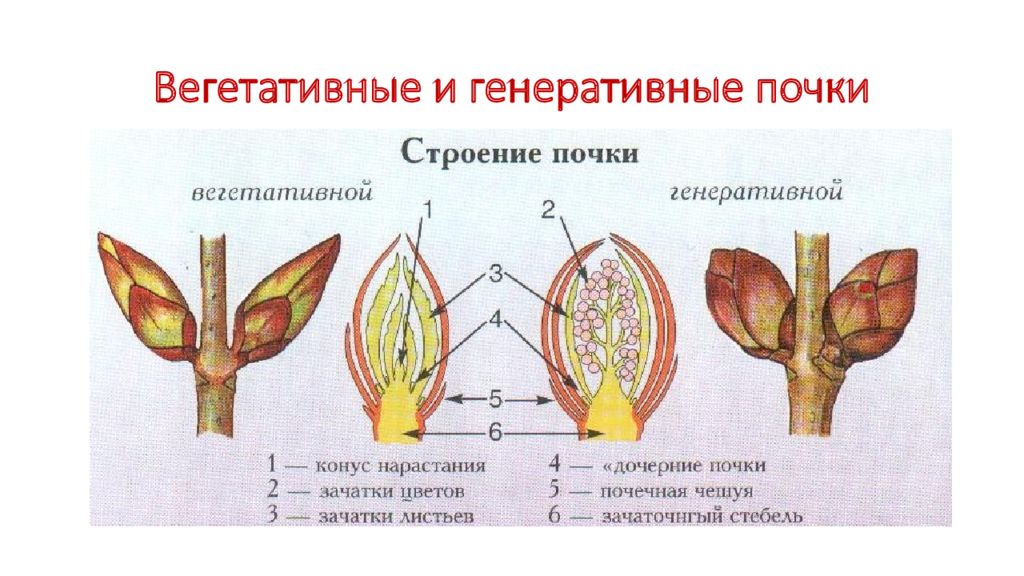 Презентация на тему побег и почки 6 класс биология