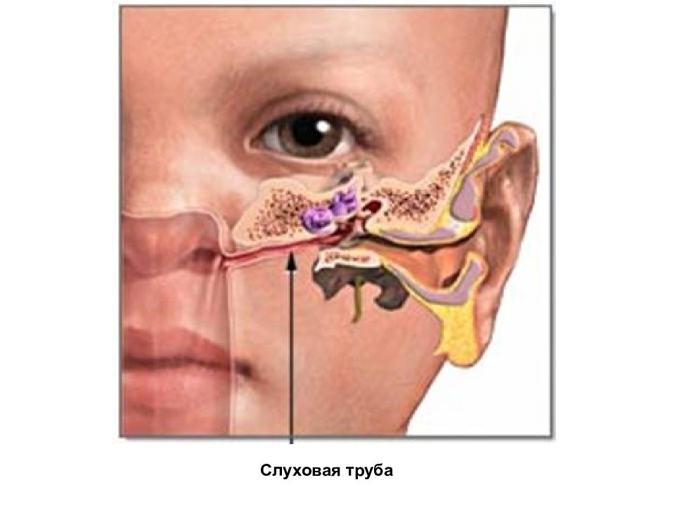 Слуховая труба рисунок
