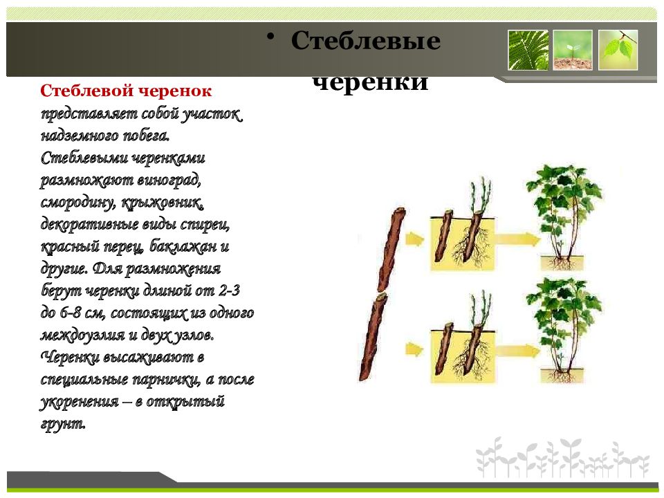 Презентация способы размножения растений презентация