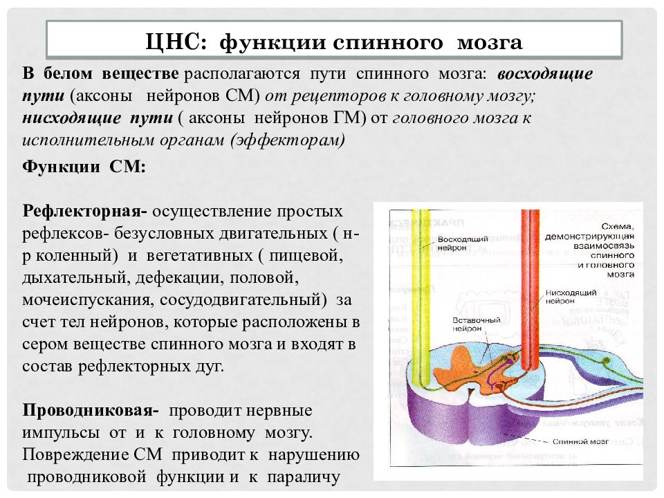 Внд подготовка к егэ презентация