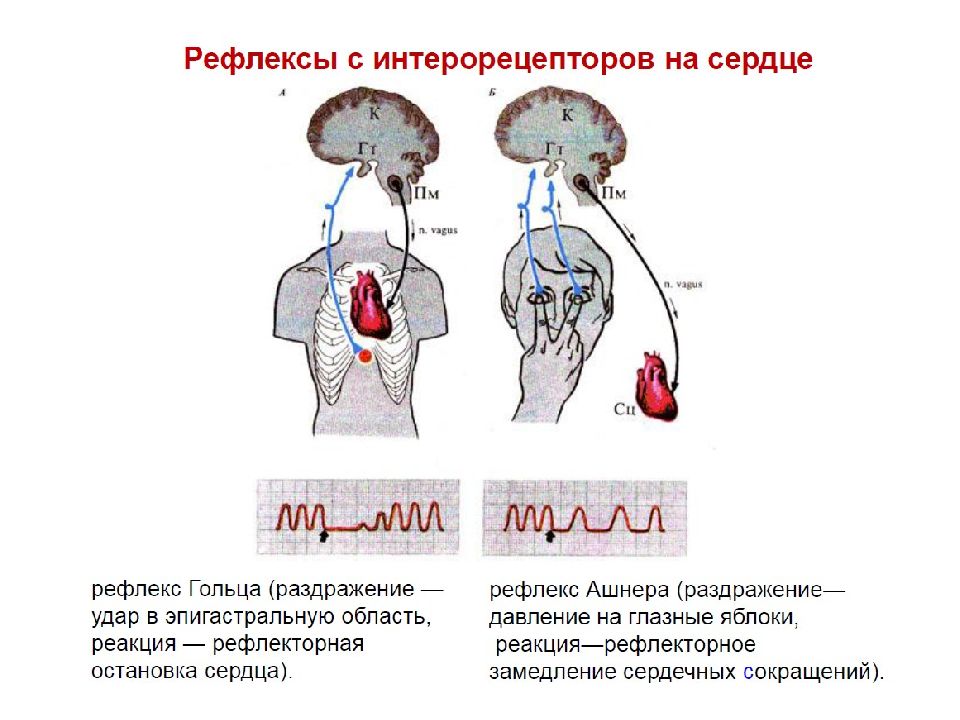 Глазосердечный рефлекс физиология схема