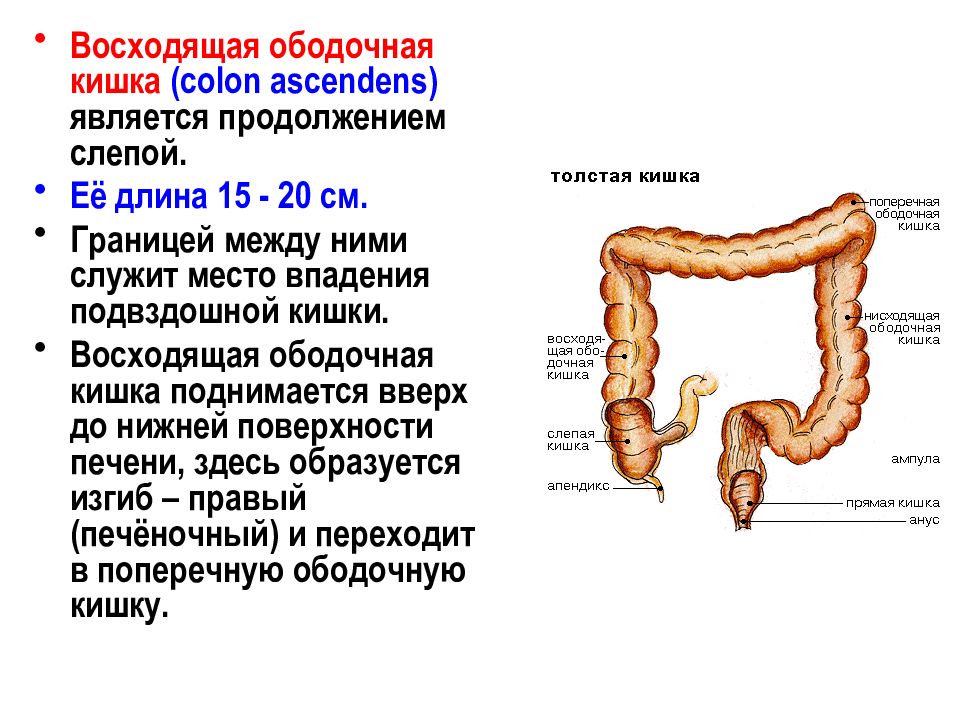 Длина толстого. Восходящая ободочная кишка (Colon ascendens) характеризуется:. Строение толстой кишки восходящая ободочная кишка. Поперечная ободочная кишка (Colon transversum). Восходящий отдел толстой кишки анатомия.